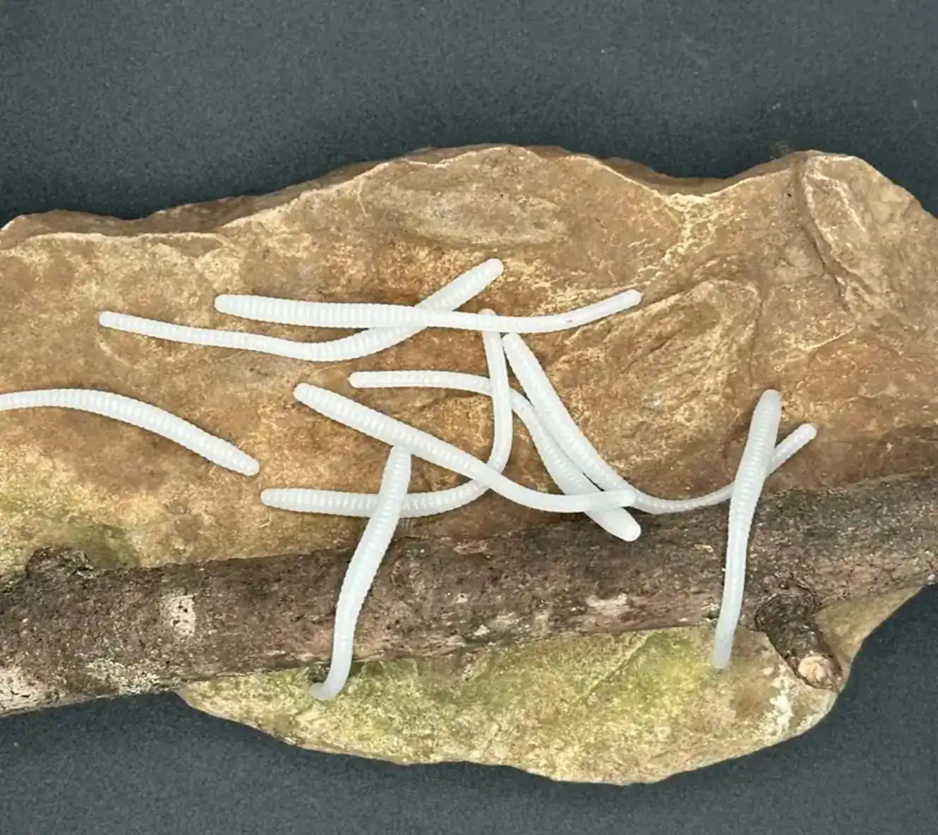 White ribbed trout worms displayed on natural rock and wood for freshwater trout fishing.