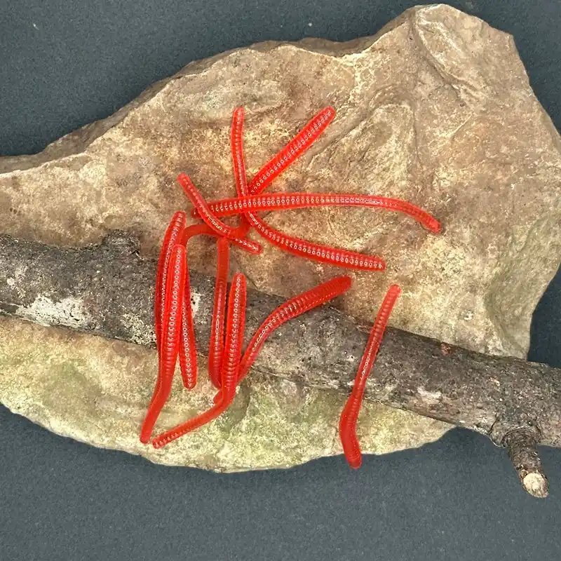 Red trout worms sitting on a rock