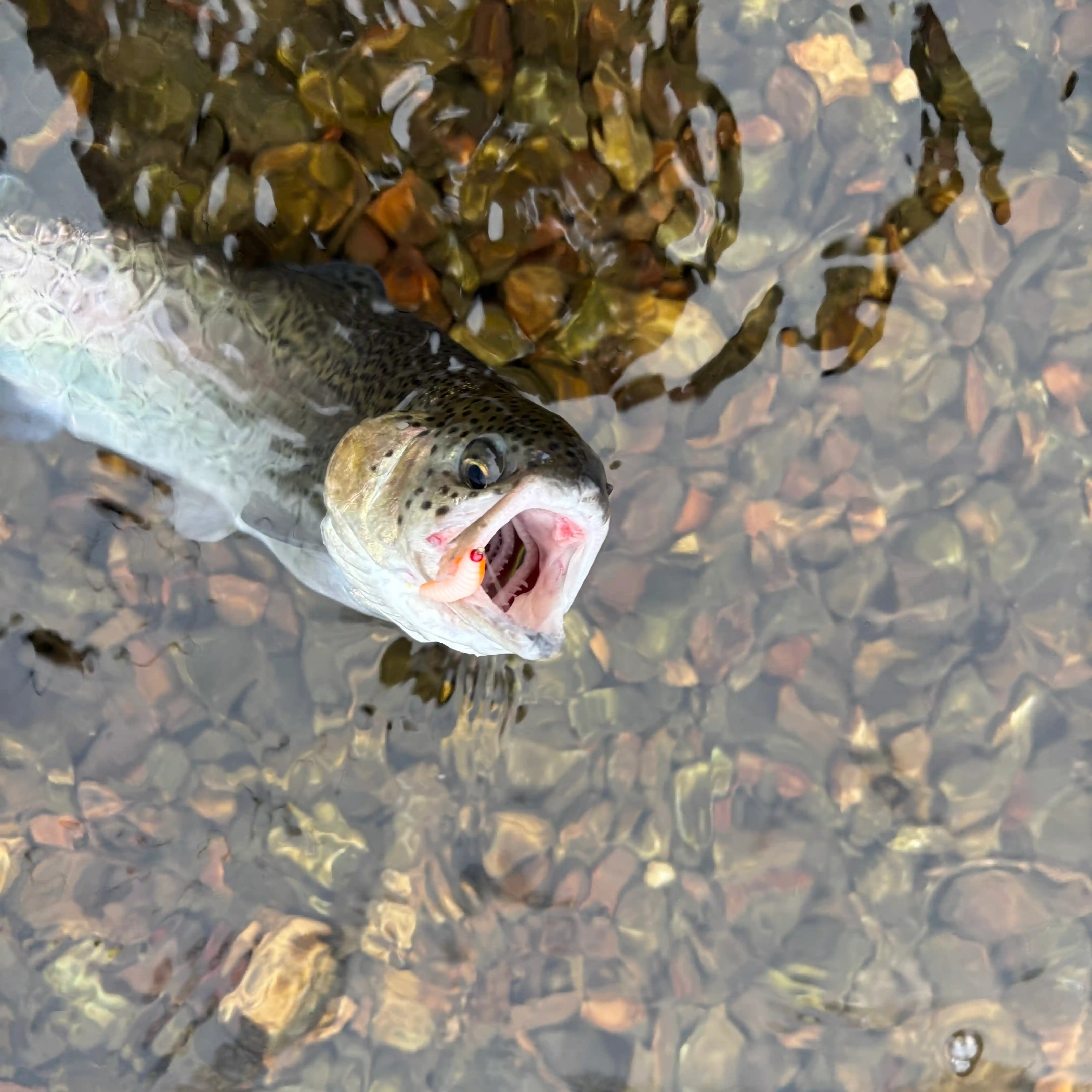 Missouri trout caught on Family Fishin bait in Ozark trout water