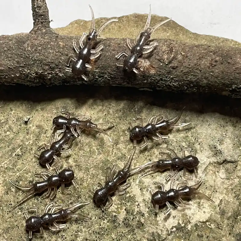 Soft plastic stonefly nymph trout bait, dark brown body with translucent legs, shown on rock and bark