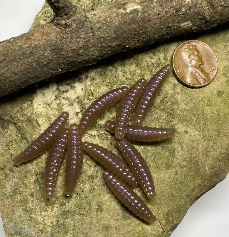 Family Fishin hand-injected 1 inch soft plastic wax worm in nightcrawler — ribbed brown-purple body displayed on natural Ozarks stone and driftwood with penny for scale.