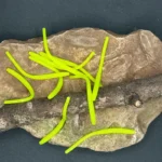 chartreuse ribbed trout worm